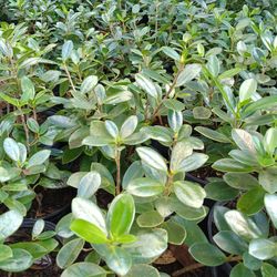 Green Island Ficus Privacy Hedge Plants 3gl $6