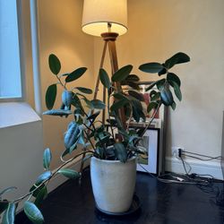 Rubber Plant - 3 Feet With Pot