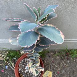 Variegated Succulent Plant, In 6 Inch Pot Pick Up Only
