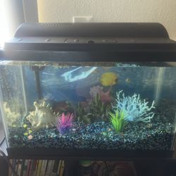 Fish Tank 
