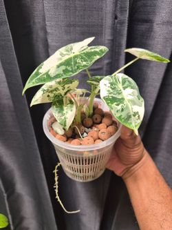 Alocasia Frydek Variegated
