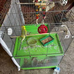 Bird And Bird Cage For Sale
