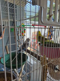 Parrot cage
