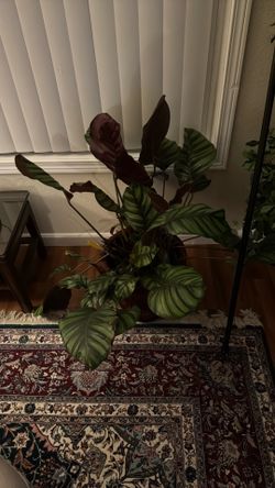 Indoor🪴 Peacock plant