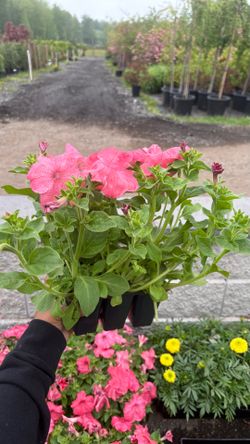 Petunia (Salmon)
