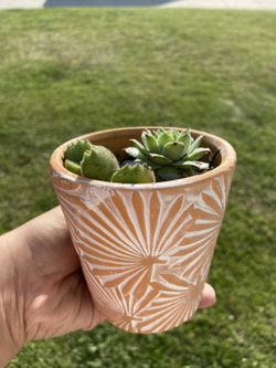 Succulent plant for sale