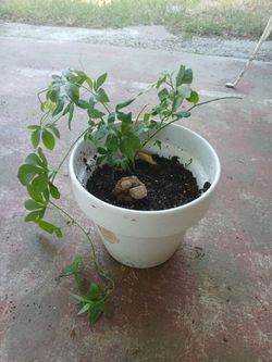 Pasion Flower vine