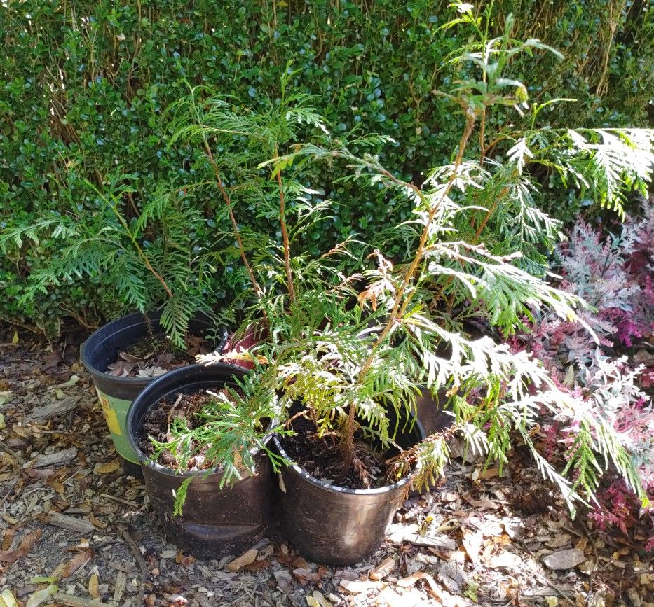 Cedar Saplings For Free