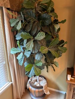 Large Ficus Trees 7ft Tall