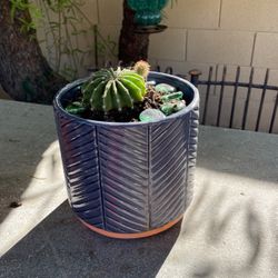 Cactus