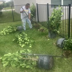 Clusias Perfect For Privacy All Sizes Available Starting At Five Dollars