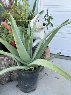 Una Planta De Sábila O aloe Vera 