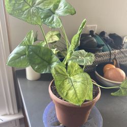 Syngonium Podophyllum