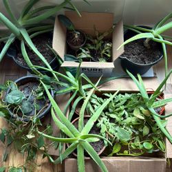 Various Live Plants