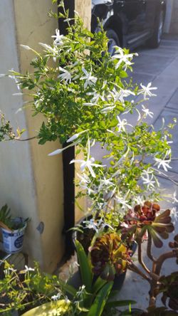 Jasmine Plant