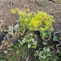 Free Plants...Raspberry Canes Available 