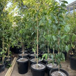 soursop trees