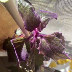 Indoor plant / Purple passion  / house plant