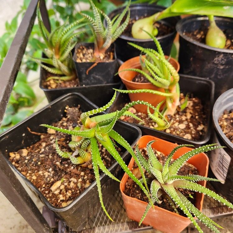 Haworthia Zebra Succulent Plants