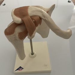 Functional Human Shoulder Joint 