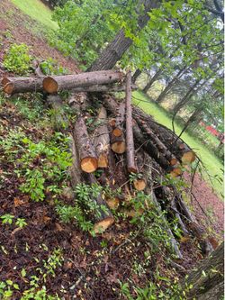 Cedar logs for sale