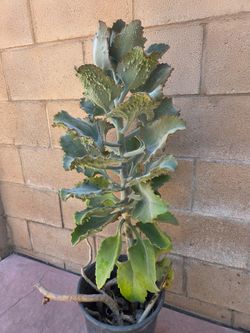 4 feet kalanchoe suculent Plant
