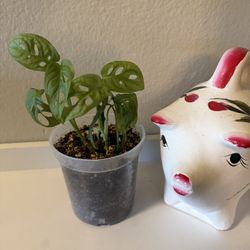 Monstera Swiss Cheese