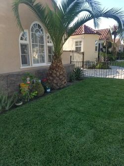 palm tree
