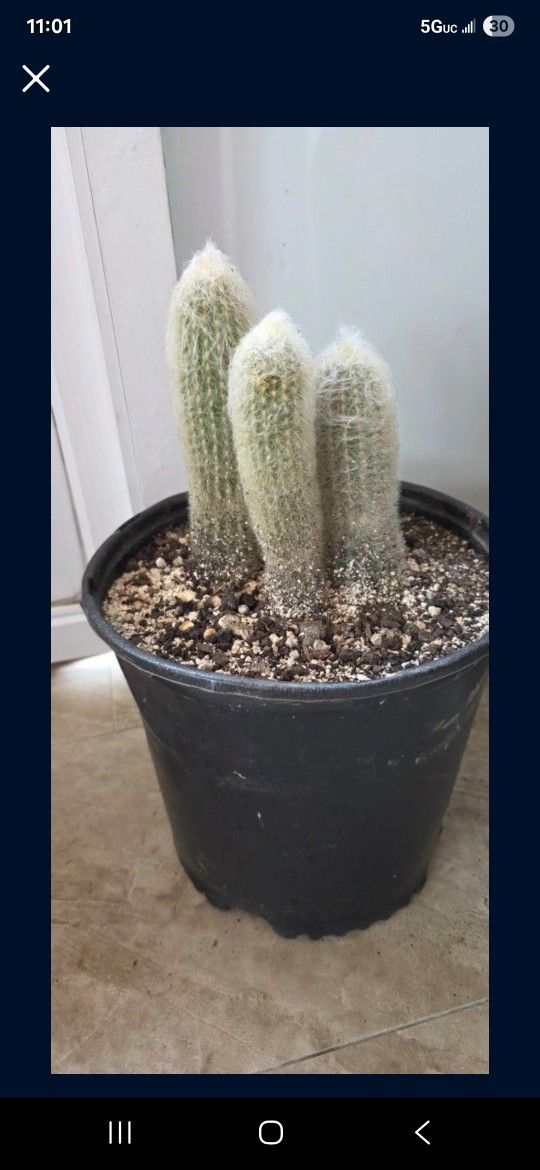 OLD MAN CACTUS