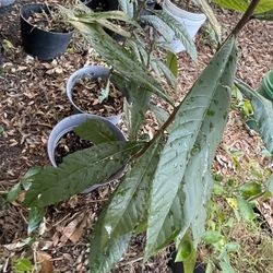 Loquat Tree