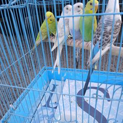 Bendo.unos.cotorritos