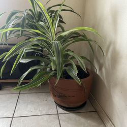 House Plant W/ Pot 