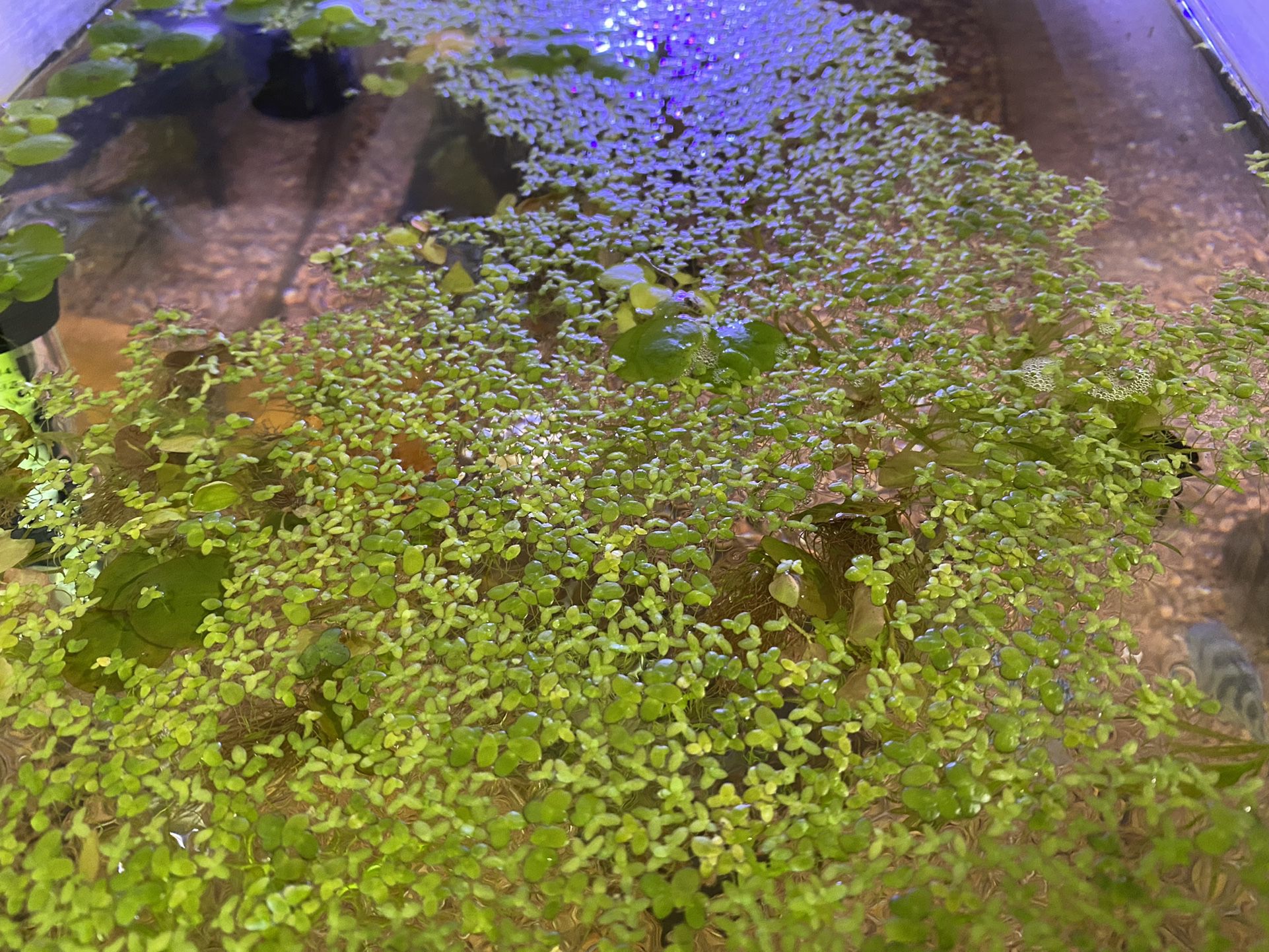Aquarium  Floating Plants