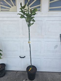 Limon amarillo