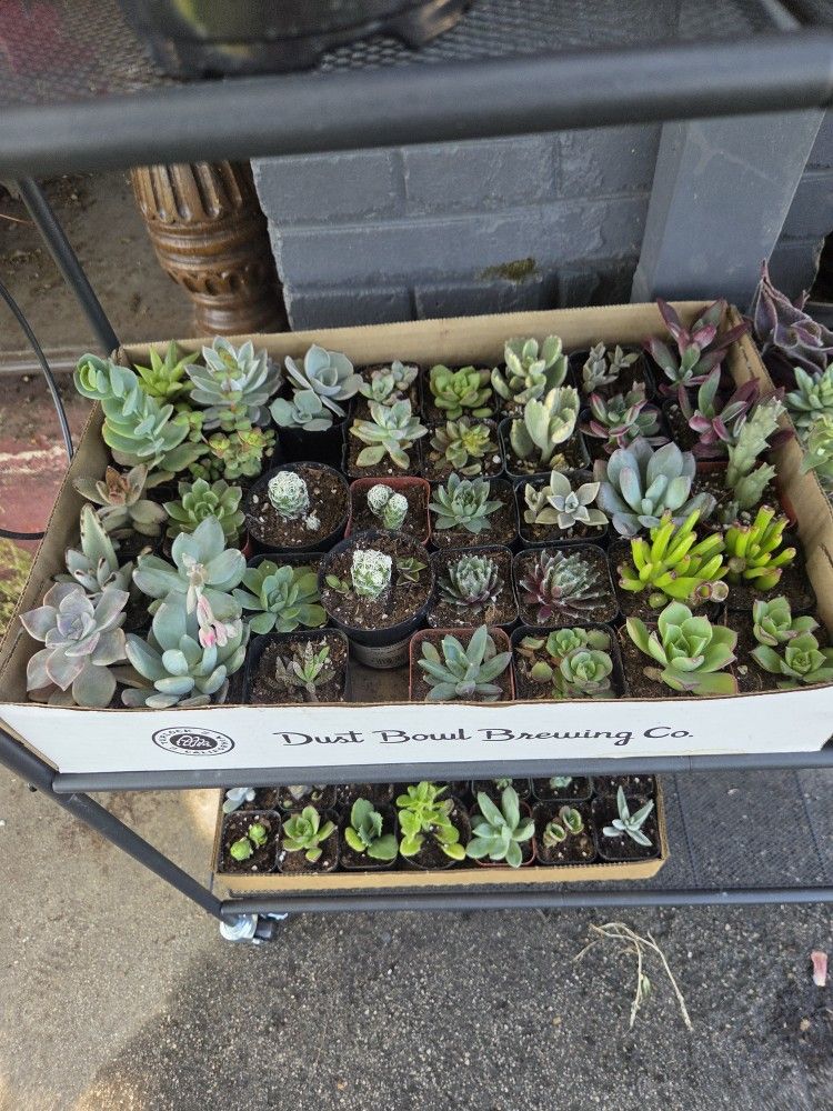 Succulents