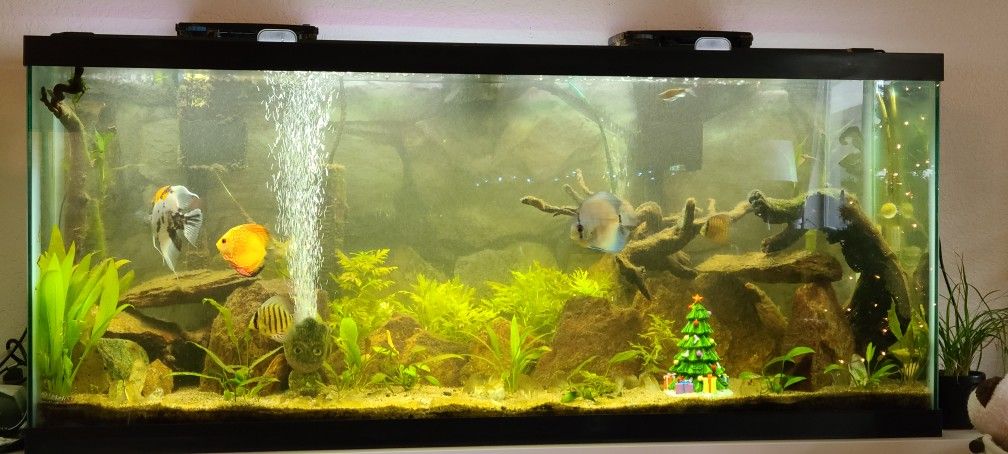 55 Gal Aquarium With Everything Needed