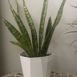 Snake Natural Plants