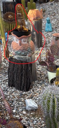 cactus