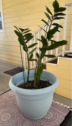 Z Z plant
