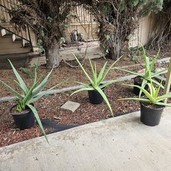 Large Aloe Vera plants in grower pots $10 each.