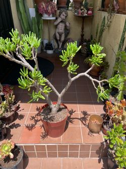 Large Shrek Ear Succulent Plant  Crassula ovata 'Gollum
