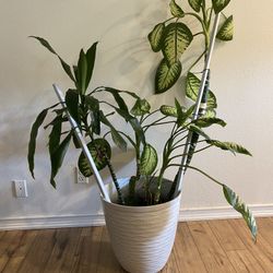 Diffenbacia Seguine & Dracena 