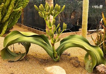 Welwitschia mirabilis