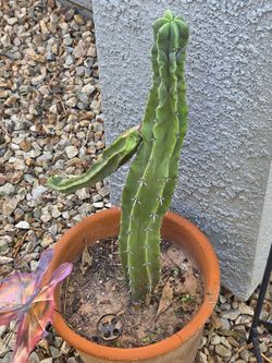 Large Columnar Cactus in Terra Cotta Pot