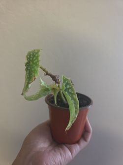Plant