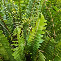 Plant Beautiful Drought Tolerant  Fern