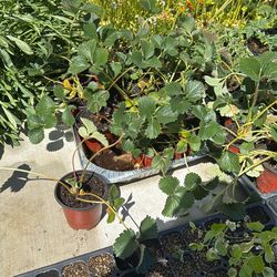 Strawberry plants
