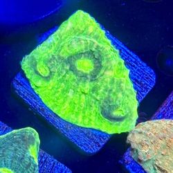 Dill Pickle Chalice Display Decor