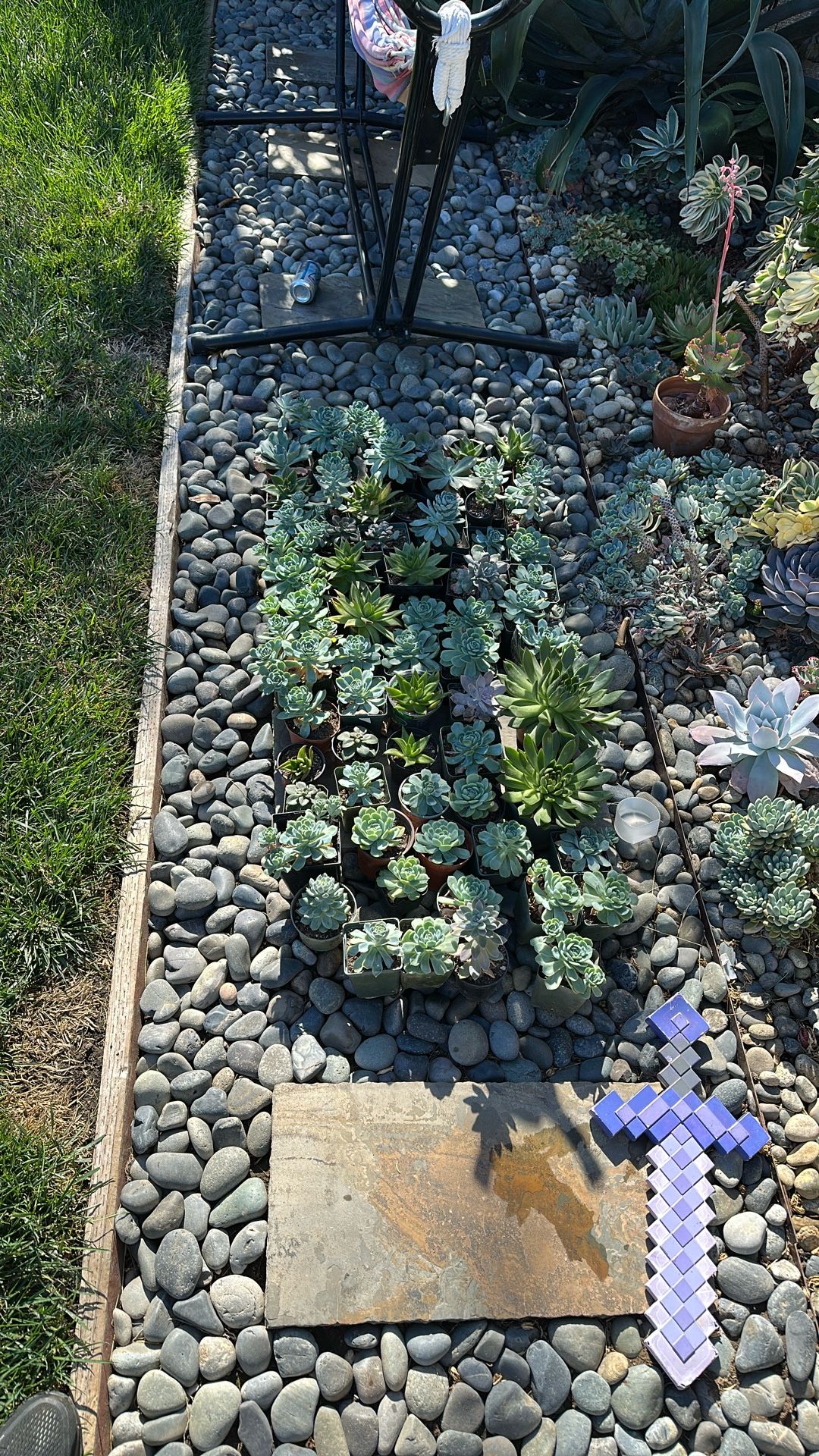 Nearly 70 Potted Succulents All For ONLY $20