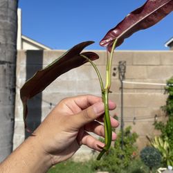 Philodendron Cutting 